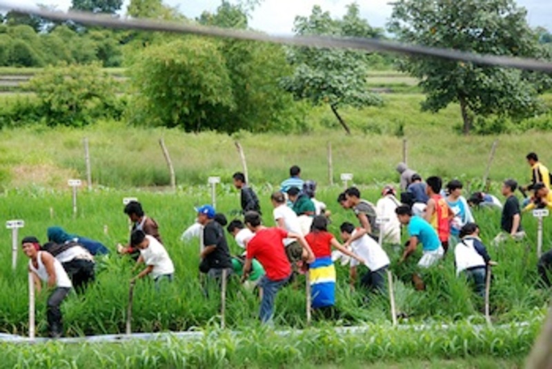 Kmp Rice KMP: No to Golden Rice, revoke its permit now! – updates from the ...